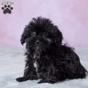 Abby, Shorkie Puppy